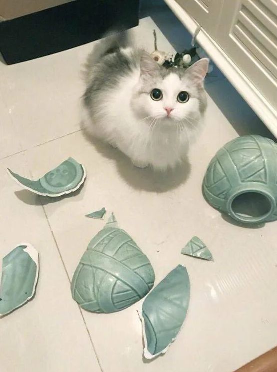«Ваза напала на меня первой, 100% я не вру!!»