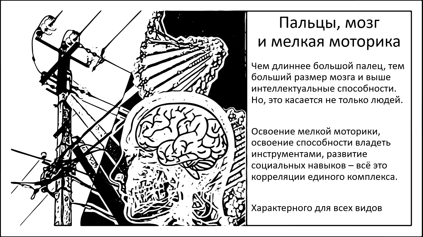 Чем длиннее большой палец, тем больше… разум - 1