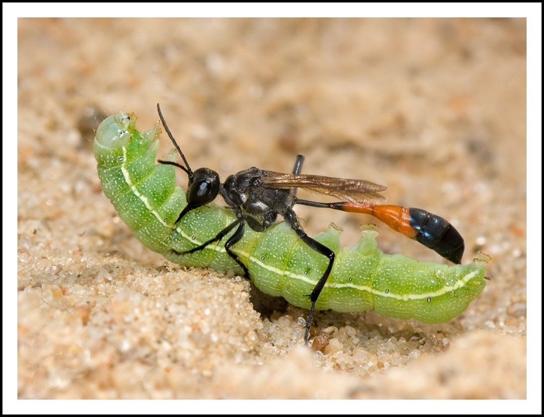 «Пенис с зубами»: как создавали и снимали самую эпичную сцену в «Чужом», изображение №4