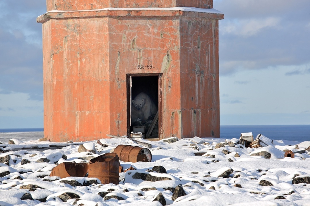 Игра «Найди медведя» (вы выиграли). Фотография «Суровый смотритель самого северного маяка в мире», автор Владимир Мельник. источник: https://mil.ru/ministry/structure/structuremorf/hydrographic/russianbeacons