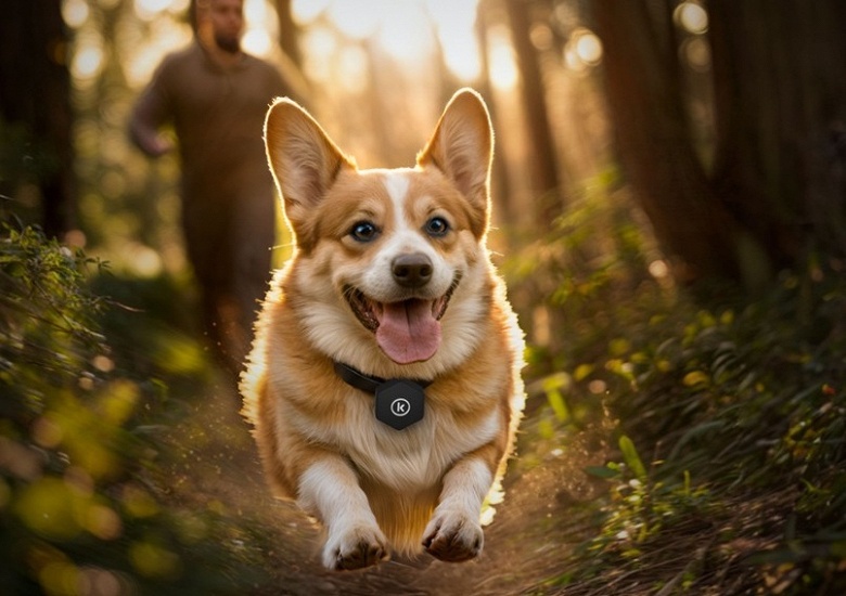 «Лаборатория Касперского» запустила сервис PetKa для поиска потерявшихся питомцев - 2 «Лаборатория Касперского» запустила сервис PetKa для поиска потерявшихся питомцев