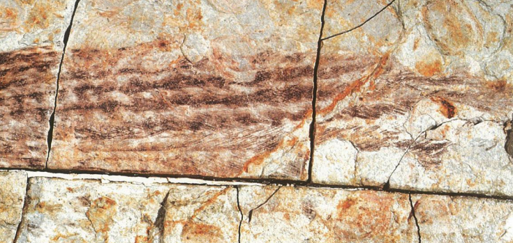 Отпечатки удлиненных перьев на конце хвоста обнаружены у каудиптерикса — мелкого птицеподобного динозавра, найденного в Китае. Источник.