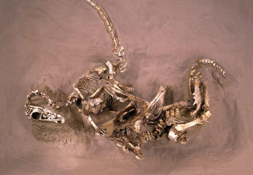 Останки погибших в драке велоцираптора и протоцератопса в Американском музее естественной истории. Источник.