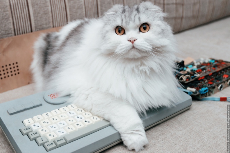 «Искра 1080 Тарту» и безумно красивая кошь :) Автор фото: Natalia xlat Borokhova (https://xlat8086.com)