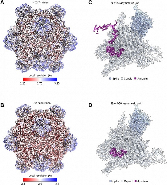 Искусственный интеллект создал вирусы, убивающие бактерии