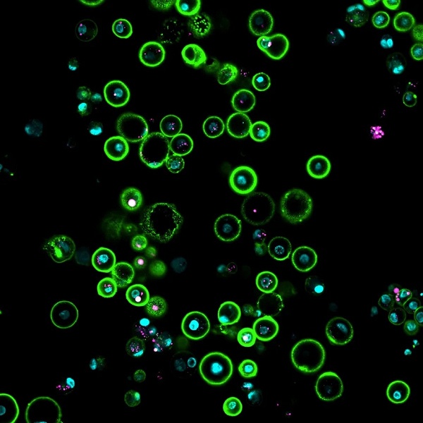 Компания Colossal Biosciences сообщила о значительном успехе в попытке вернуть к жизни вымершую 300 лет назад птицу додо - 2 Компания Colossal Biosciences сообщила о значительном успехе в попытке вернуть к жизни вымершую 300 лет назад птицу додо