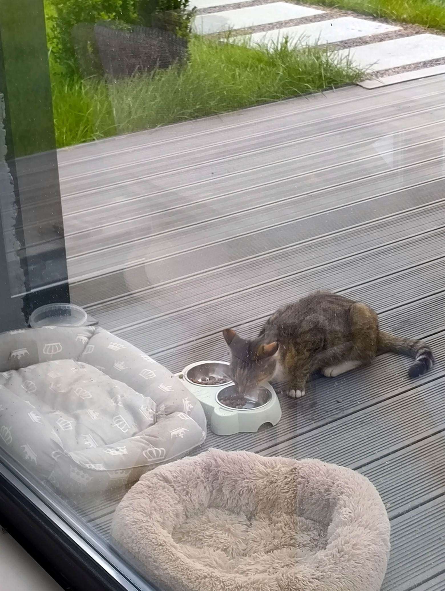 Котики к себе близко не подпускают, удалось сфотографировать только через стекло  