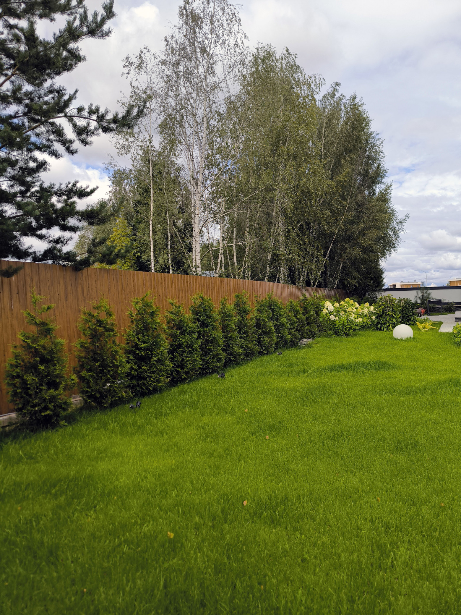 Туи вдоль забора тоже нужно поливать  