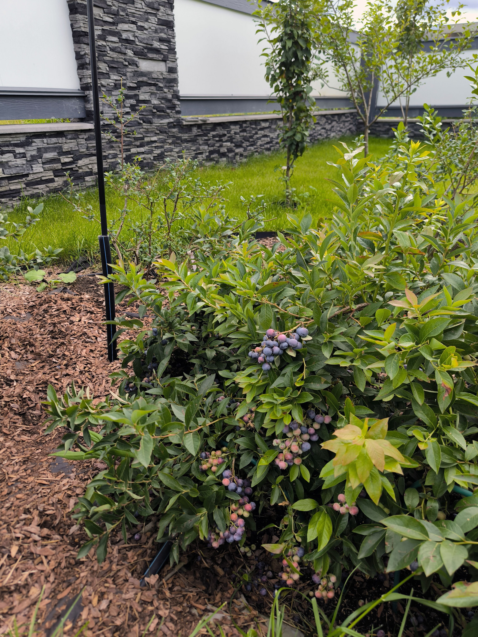 Отдельная моя гордость — кусты голубики  