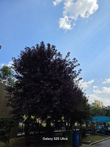 Xiaomi не обманула по поводу топовой камеры: появилось сравнение Xiaomi 17 Pro Max, iPhone 17 Pro Max и Samsung Galaxy S25 Ultra