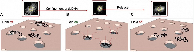 Новое устройство позволяет контролировать молекулы ДНК с помощью электрических полей в реальном времени