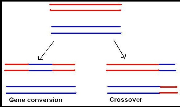 Про Лысенко, Вавилова, письмо трёхсот и генетику в СССР - 1 Про Лысенко, Вавилова, письмо трёхсот и генетику в СССР - 1