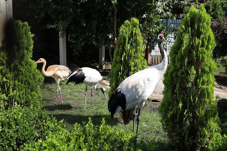 Посмотреть на японского журавля по имени Кореец: Московский зоопарк запустил онлайн-трансляции пернатых