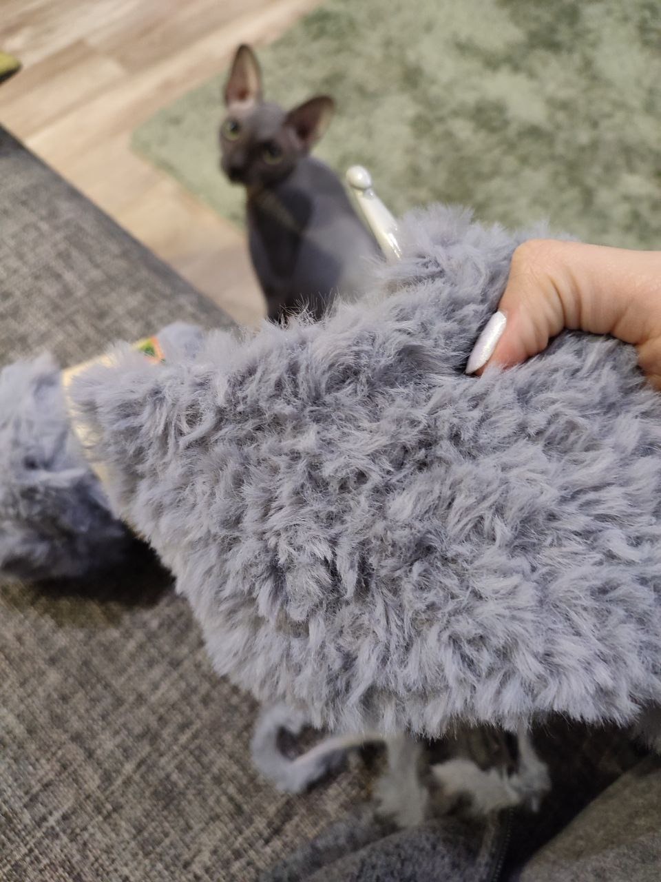 Вы видите здесь петли? Вот и я не вижу, а они есть. А еще на этой фотографии — вопросительный взгляд кота: «У меня наконец будет шерсть?»