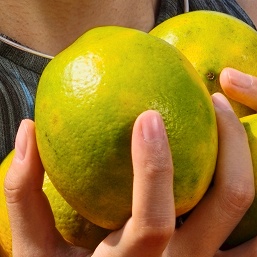 Новый флагман на Snapdragon 8 Elite Gen 5 получил 200-мегапиксельную камеру Ricoh GR: опубликовано фото, сделанное камерой Realme GT8 Pro