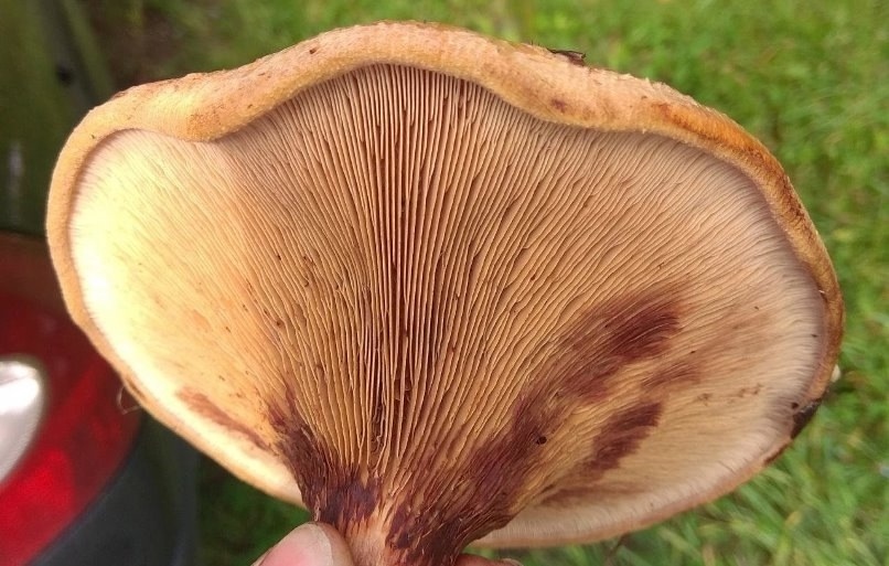 Свинушки и Covid-19: как организм убивает сам себя - 3