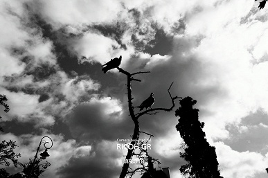 «Флагман уличной фотографии» с камерой Ricoh GR. Появились фотографии, сделанные на базовый Realme GT8