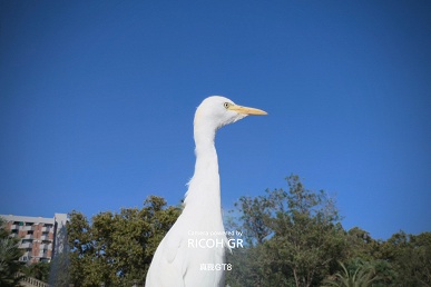 «Флагман уличной фотографии» с камерой Ricoh GR. Появились фотографии, сделанные на базовый Realme GT8