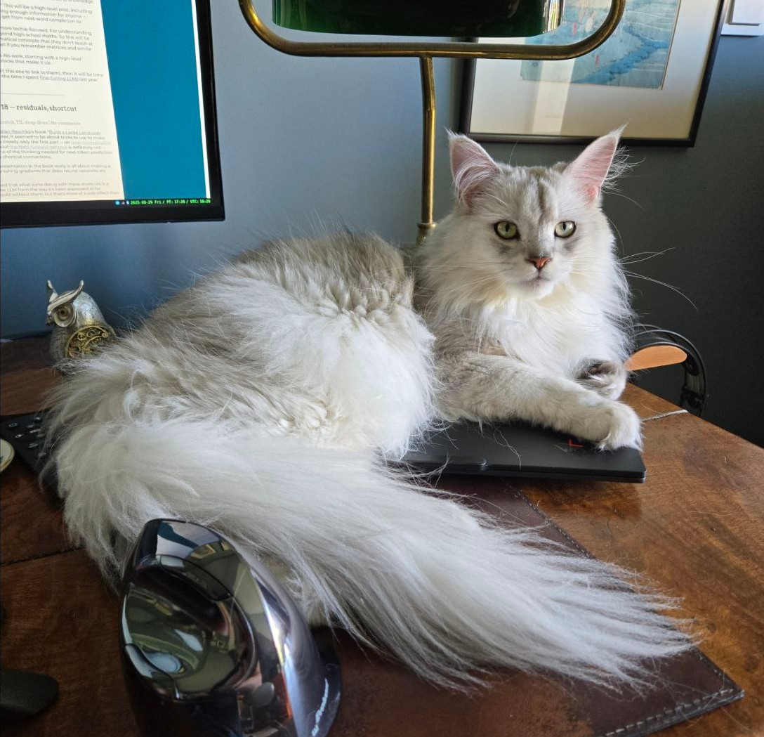 Снимок, сделанный автором во время подготовки статьи. Как всегда, хвостом заблокировал мышку. Ну почему коты такие?