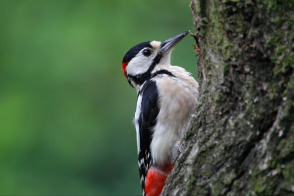 Сегодня ни разу не «стучали»? Ваш день проходит зря! | <a href="https://api.vc.ru/v2.8/redirect?to=https%3A%2F%2Fpxhere.com%2Fru%2Fphoto%2F699138&postId=2133882" rel="nofollow noreferrer noopener" target="_blank">Источник</a>