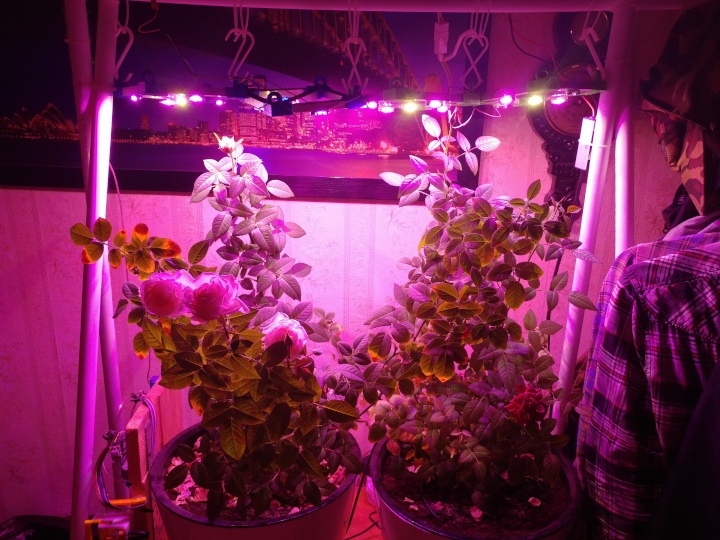 Они же с досветкой