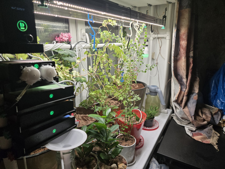 Автополив комнатных растений ProLeyka. Как все начиналось с коробки из под обуви - 47