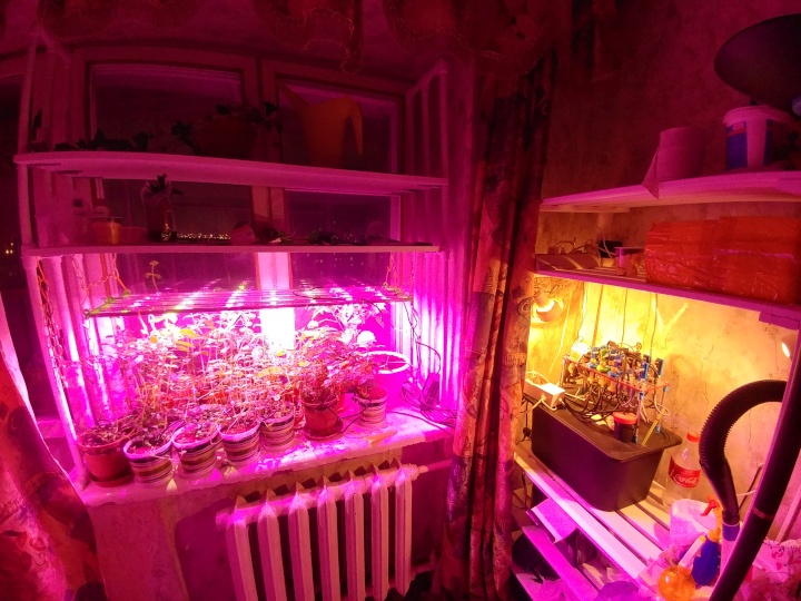 Автополив комнатных растений ProLeyka. Как все начиналось с коробки из под обуви - 6