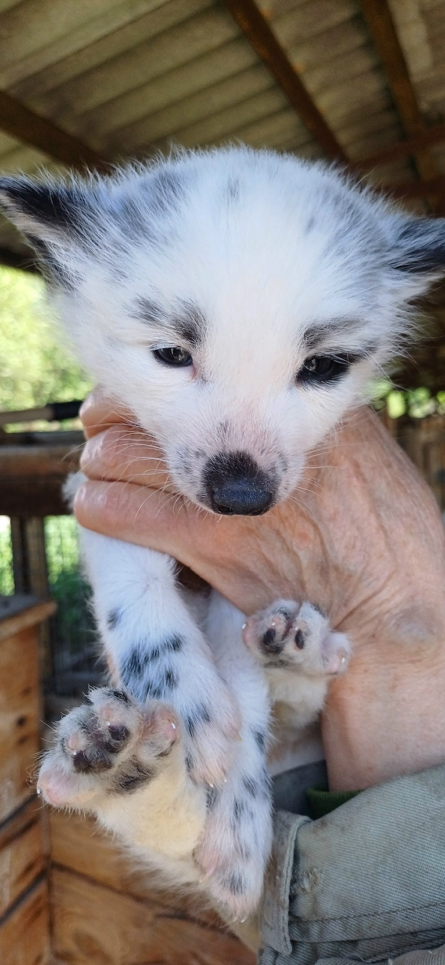 Попытка одомашнить лису. Одомашнить получилось - 10 Попытка одомашнить лису. Одомашнить получилось - 10