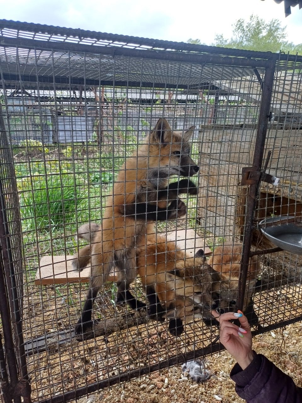 Попытка одомашнить лису. Одомашнить получилось - 11 Попытка одомашнить лису. Одомашнить получилось - 11