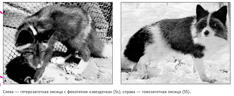 Попытка одомашнить лису. Одомашнить получилось - 5 Попытка одомашнить лису. Одомашнить получилось - 5
