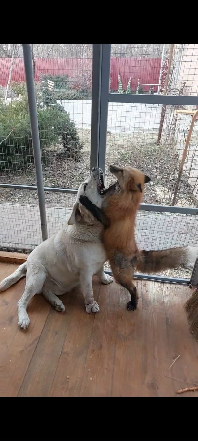 Попытка одомашнить лису. Одомашнить получилось - 9 Попытка одомашнить лису. Одомашнить получилось - 9