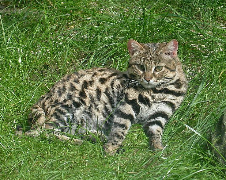 Домашняя кошка одомашнена или только приручена? Дикой может стать? - 5 Домашняя кошка одомашнена или только приручена? Дикой может стать? - 5