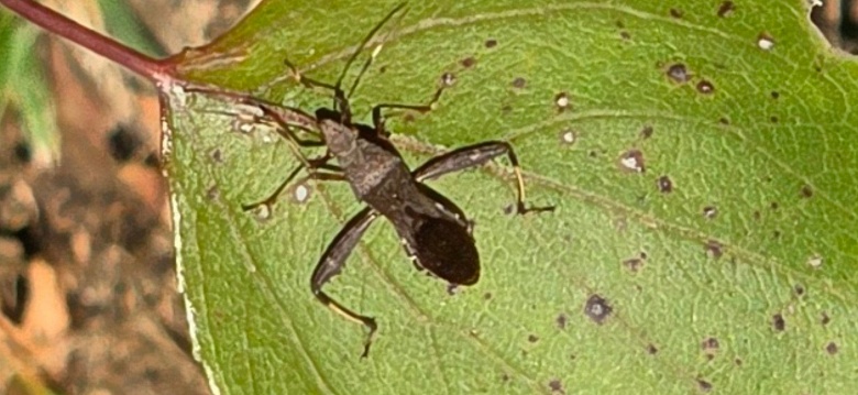 Ice Universe: «Теперь Samsung — бренд с самым худшим качеством снимков и самым высоким уровнем шума» - 2 Ice Universe: «Теперь Samsung — бренд с самым худшим качеством снимков и самым высоким уровнем шума»