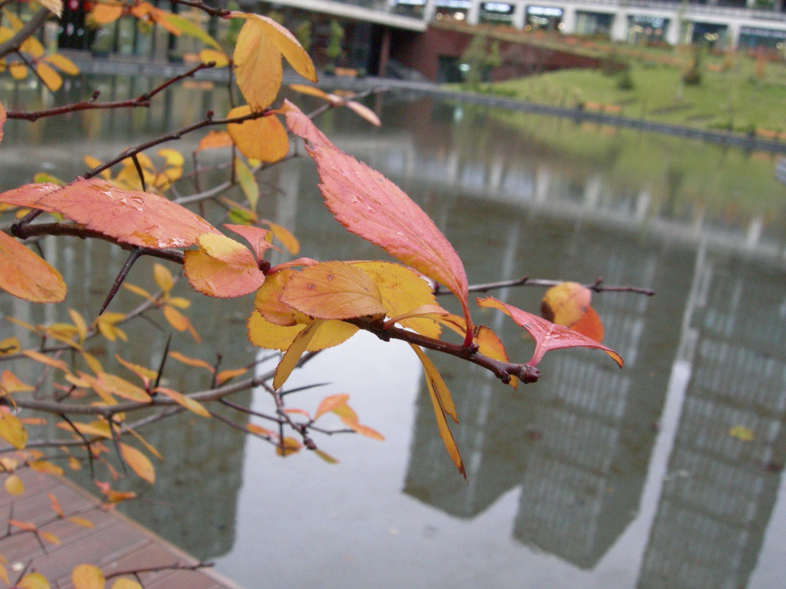 Мыльницы из нулевых снова популярны: смотрим на Nikon Coolpix P1 - 9 Мыльницы из нулевых снова популярны: смотрим на Nikon Coolpix P1 - 9