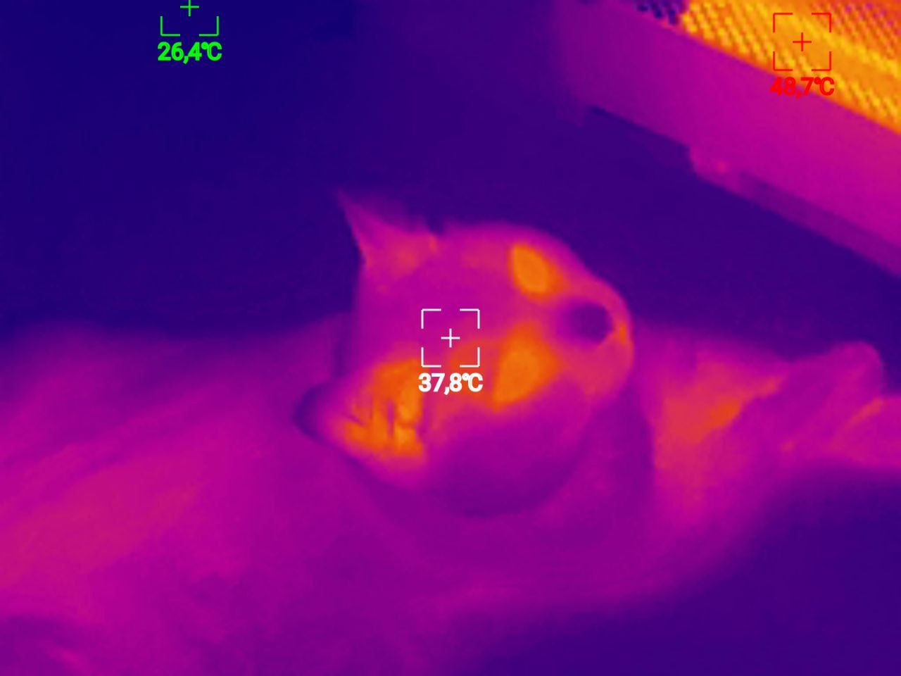 Для тех, кто смог дочитать до этого момента, ловите картинку для отвлечения внимания: так котики выглядят в тепловизоре (есть даже видео)