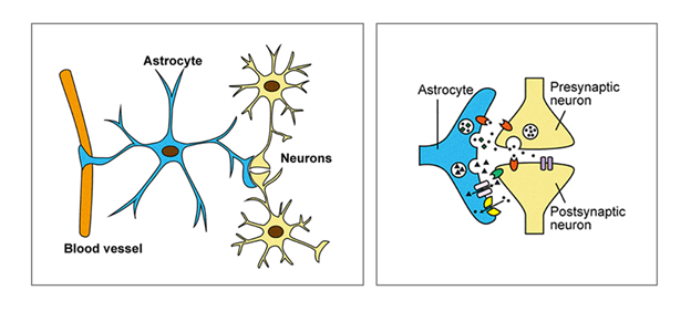 Звёзды у нас в голове. О роли астроцитов в работе нейронных сетей - 4