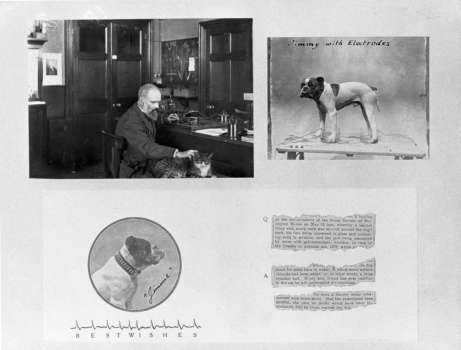 Главным пациентом Уоллера был его очаровательный бульдог Джимми