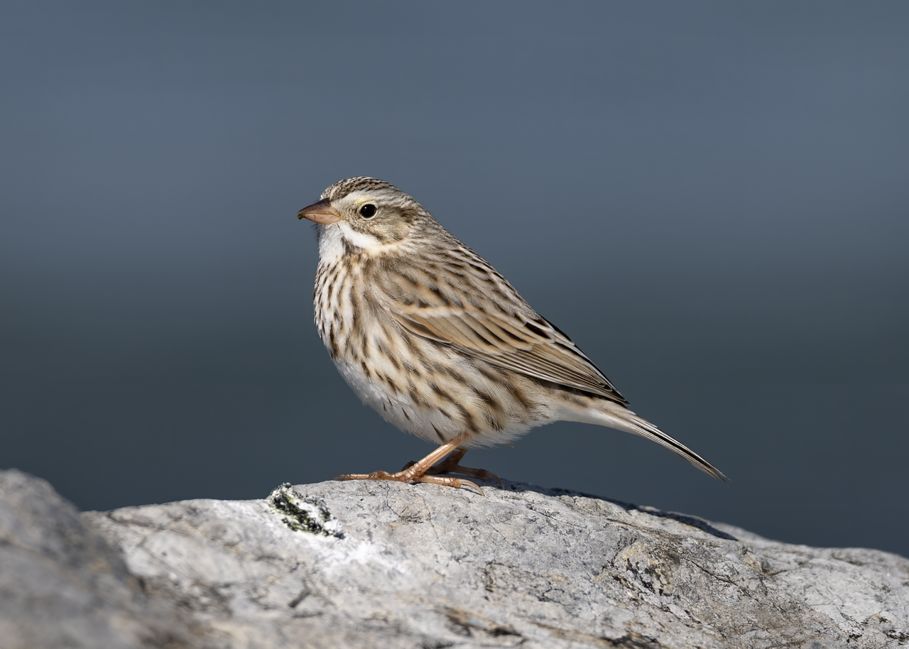 Песни птиц меняются, как языки у людей - 9