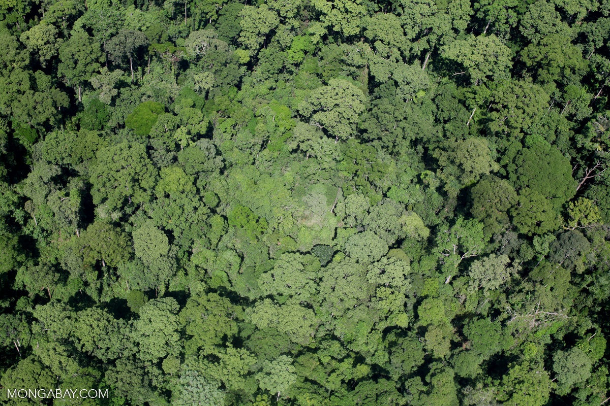 Сколько ели динозавры и при какой температуре их яйца развивались - 3 Сколько ели динозавры и при какой температуре их яйца развивались - 3