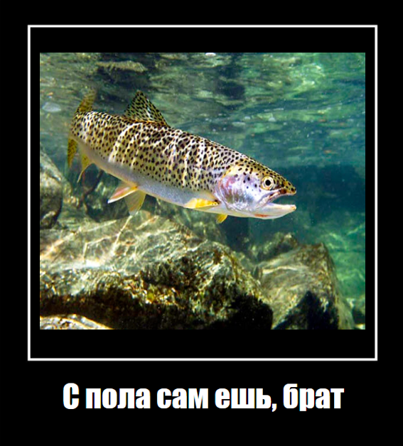 Я зарабатываю 1.8 млн в год, но мне нужно постараться, чтобы они не умерли - 16