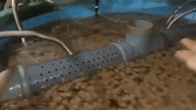 Внутри «шевелятся» бактерии