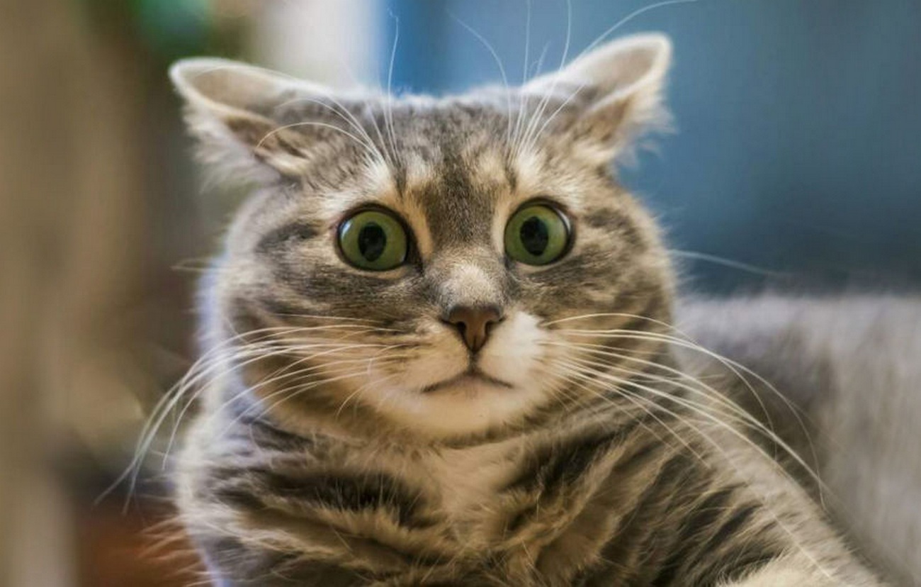 Промпт для QA: представь, что ты НЕ тестировщик - 1