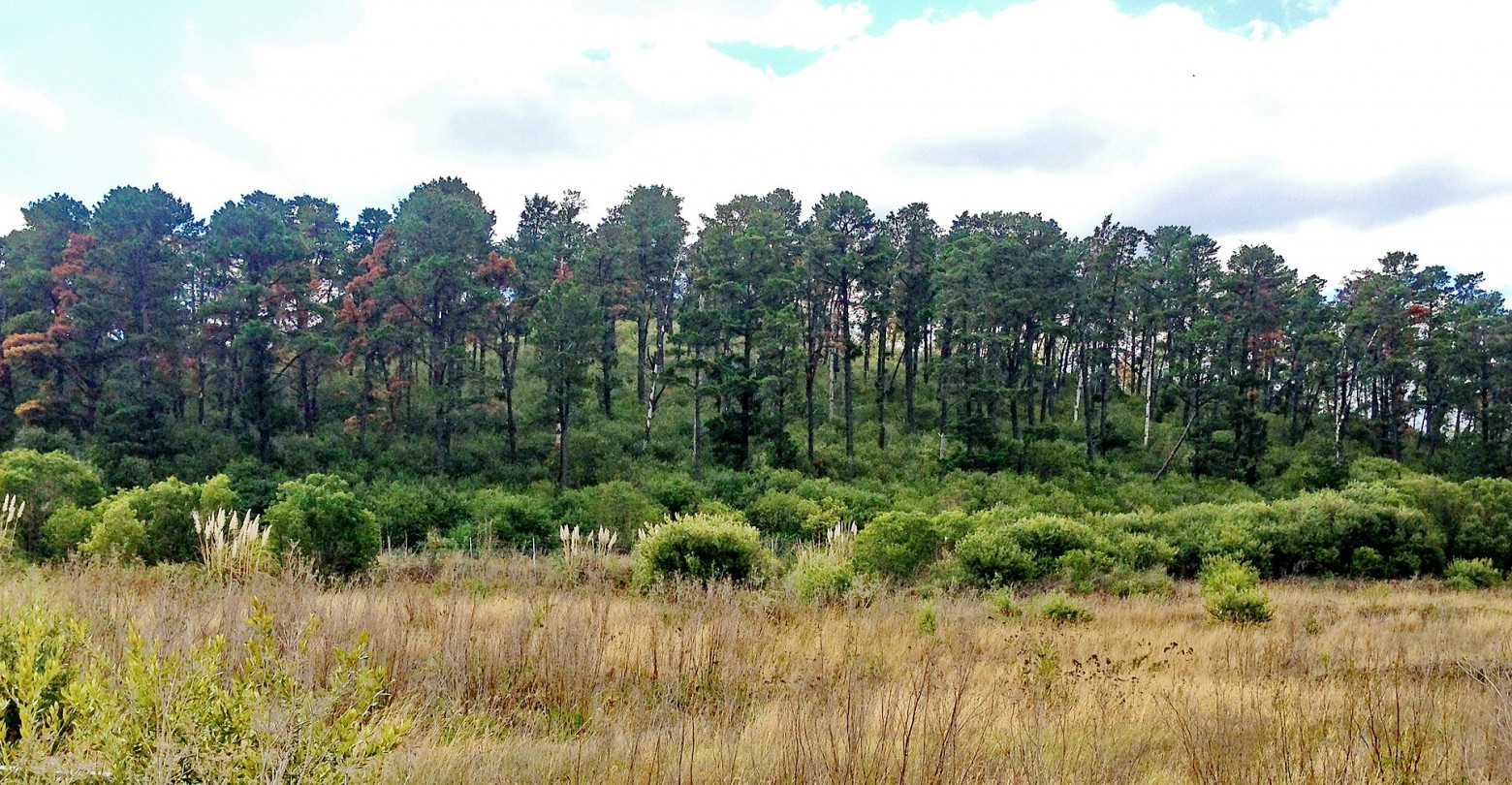 Климат в эпоху динозавров - 43 Климат в эпоху динозавров - 43