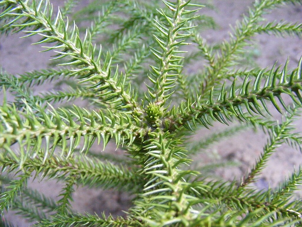 Araucaria columnaris