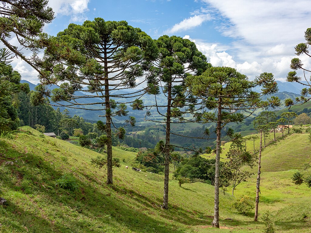 Araucaria angustifolia – Paraná pine  