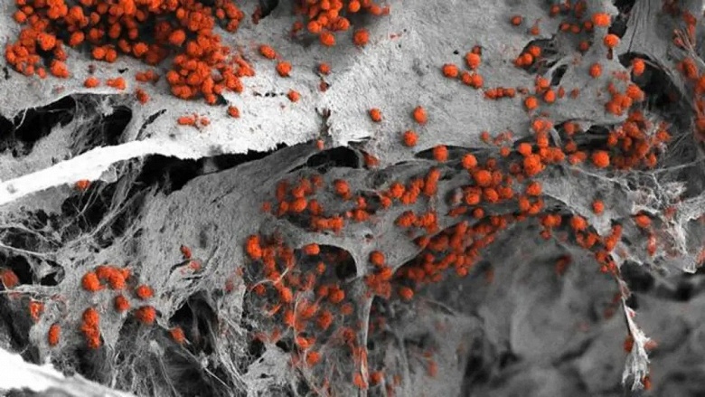 Учёные впервые вырастили в лаборатории полноценный &laquo;завод крови&raquo; из человеческого костного мозга