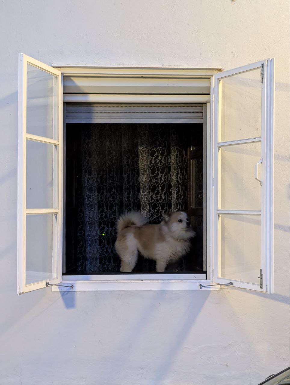 Здесь очень любят животных  