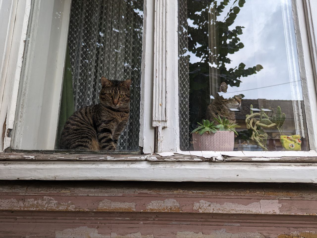 Просто сербские котики напоследок  