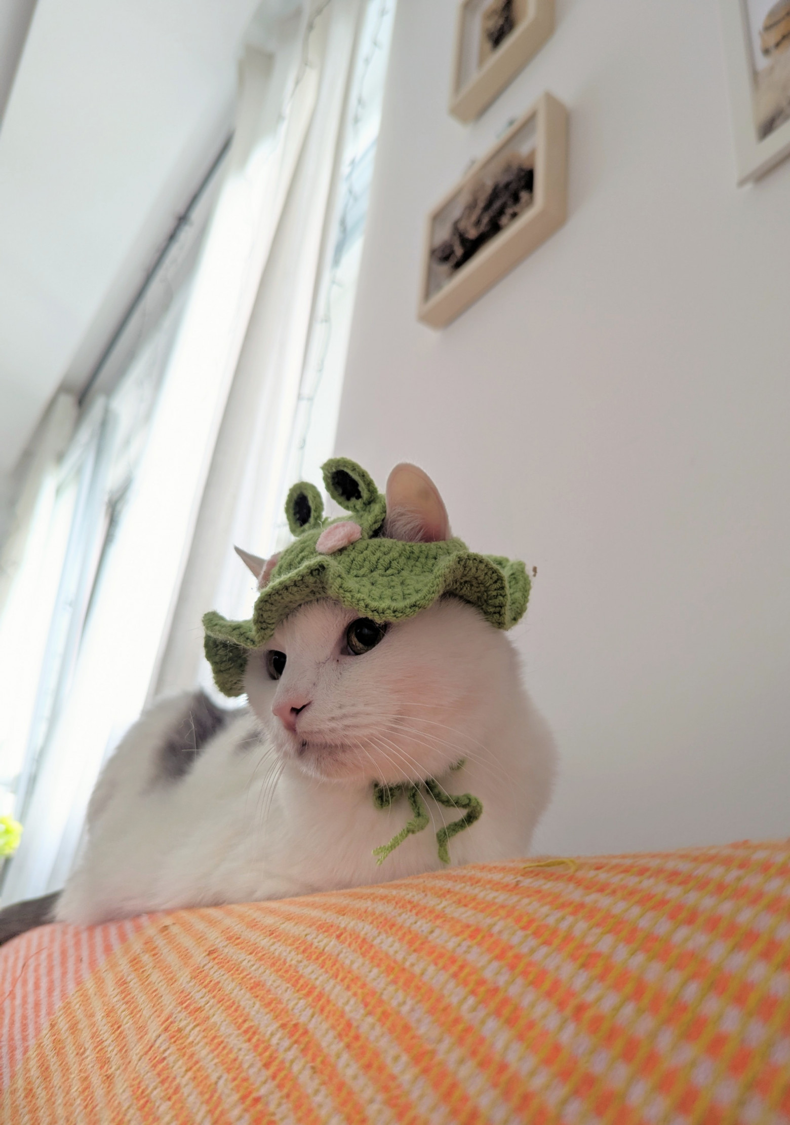 Кот Зефир хорошо перенёс перелёты   