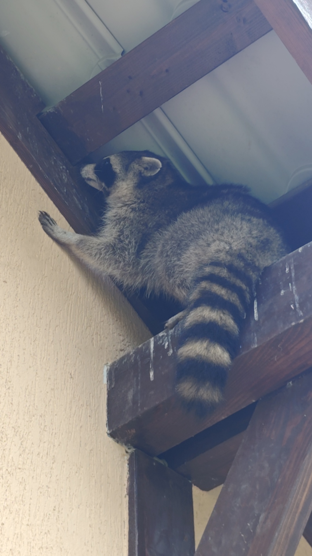 А это мой сосед с крыши, живёт уже второй год между подшивкой и металлочерепицей.
